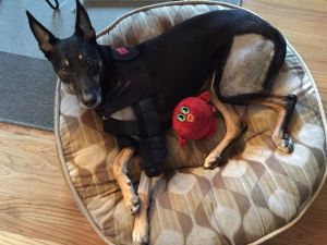 10576902_10203857941142053_3505947236459529825_n