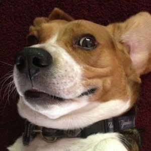 stubborn-beagle-stubborn-dog-feature